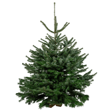 Tropisch natuurlijk Grammatica Kerstboombestellen.online - Jouw kerstboom online bestellen ...